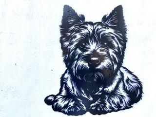 INT58 - Westie - Cairn